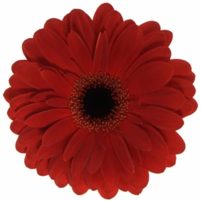 Gerbera GR LADIES FIRST 10cm