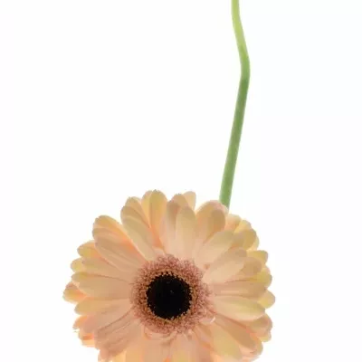 GERBERA GR LAUREEN 10cm