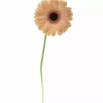 GERBERA GR LAUREEN 10cm