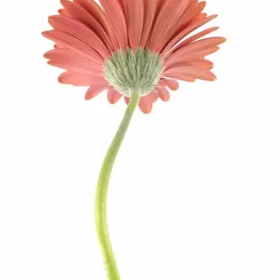Gerbera GR LYNX