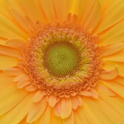 Gerbera GR MANGO 10cm