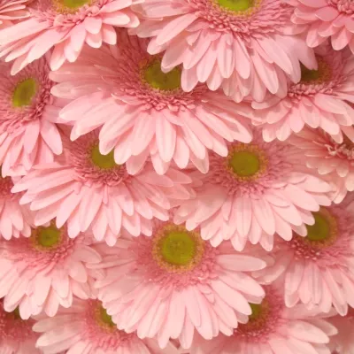 Gerbera GR MAROUSSIA 10cm