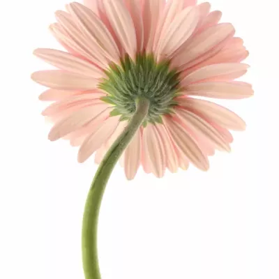 Gerbera GR MAROUSSIA 10cm