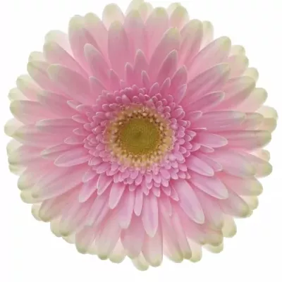 GERBERA GR MAXIME 10cm