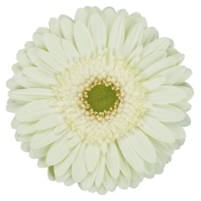 Gerbera GR MINT 10 cm