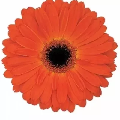 Gerbera GR MISTIQUE 10cm