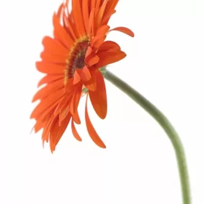 Gerbera GR MONARCH 10cm