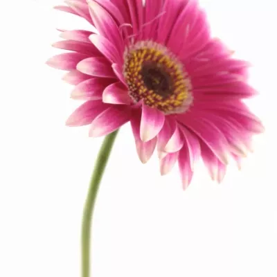 Gerbera GR NUANCE 10cm