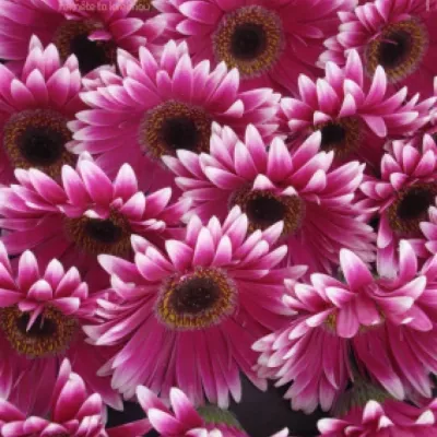 Gerbera GR NUANCE 10cm