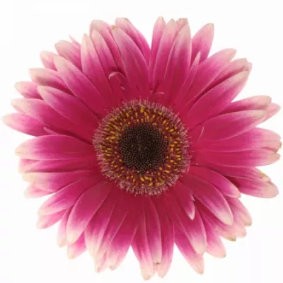 Gerbera GR NUANCE 10cm