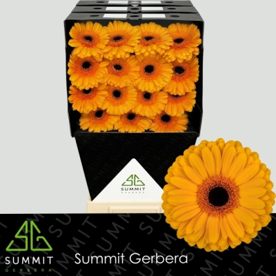 Gerbera GR OAKLYN