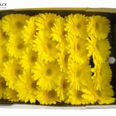 Gerbera GR PARADISO 10cm