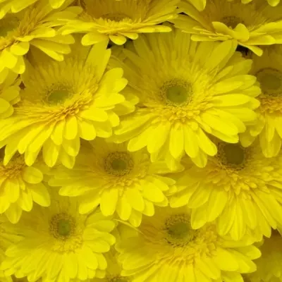 Gerbera GR PARADISO 10cm