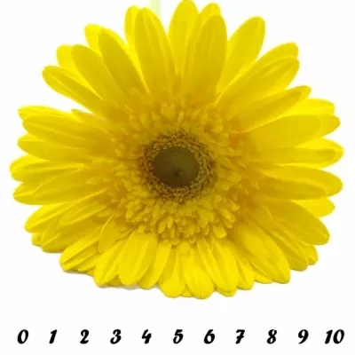 Gerbera GR PARADISO 10cm