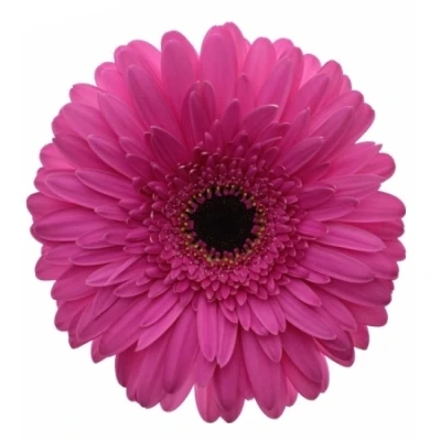 Gerbera GR PASSOA 10 cm
