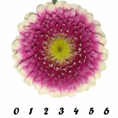 Gerbera GR PINKY EYE