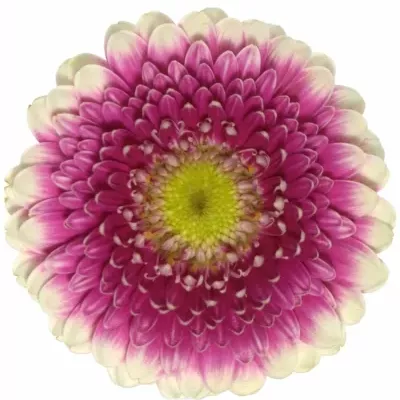 Gerbera GR PINKY EYE