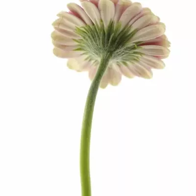 Gerbera GR PINKY EYE