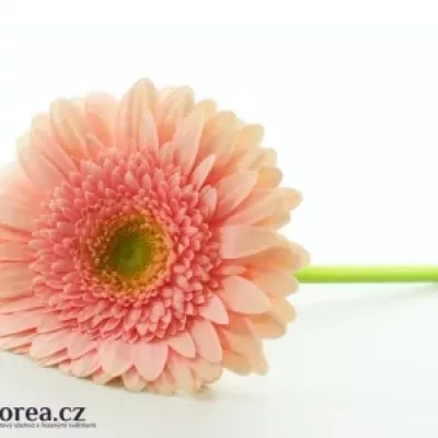 Gerbera GR PRIME TIME 10cm