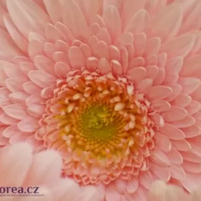 Gerbera GR PRIME TIME 10cm