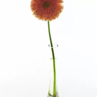 Gerbera GR PRIME TIME 10cm