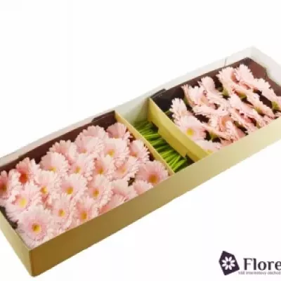 Gerbera GR PRIME TIME 10cm