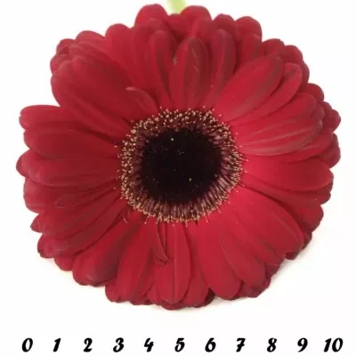 Gerbera GR PUR SANG 10cm