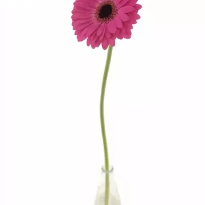 Gerbera GR RICH 10cm