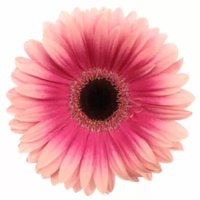 Gerbera GR Roskilde 10cm