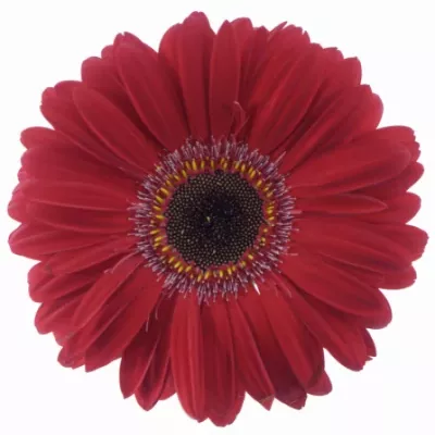 Gerbera GR RUBY RED 10cm