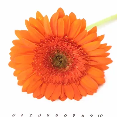 Gerbera GR SAROLTA 10cm