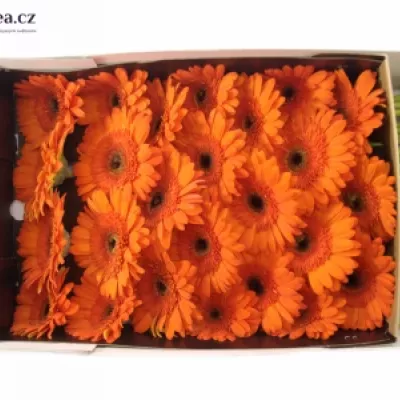 Gerbera GR SAROLTA 10cm