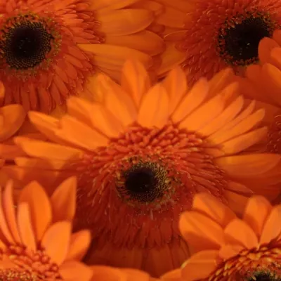 Gerbera GR SAROLTA 10cm