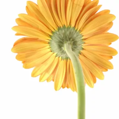 Gerbera GR SAROLTA 10cm