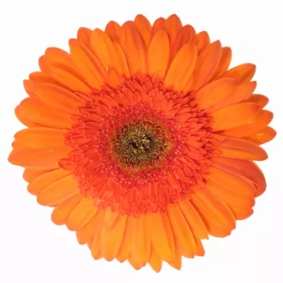 Gerbera GR SAROLTA 10cm