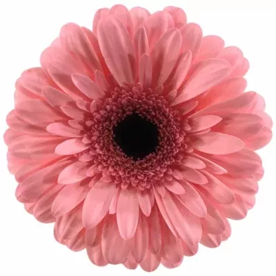 Gerbera GR SCALA 