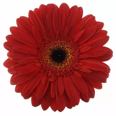 Gerbera GR SLINGSHOT 10cm