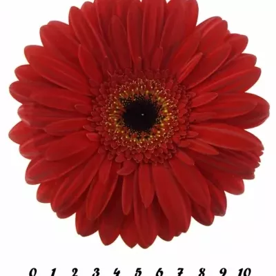 Gerbera GR SLINGSHOT 10cm