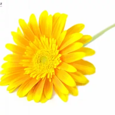 Gerbera GR SOUVENIR 10cm