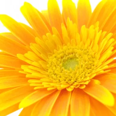 Gerbera GR SOUVENIR 10cm