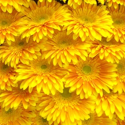 Gerbera GR SOUVENIR 10cm