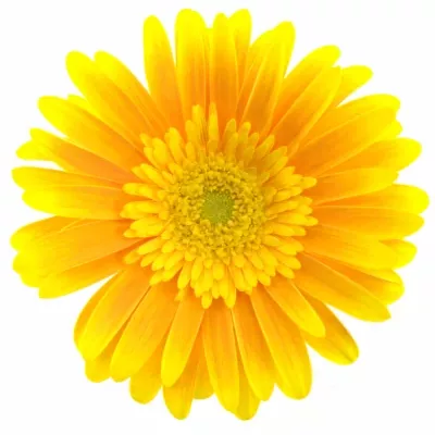 Gerbera GR SOUVENIR 10cm
