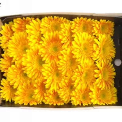 Gerbera GR SOUVENIR 10cm