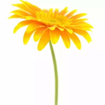 Gerbera GR SOUVENIR 10cm