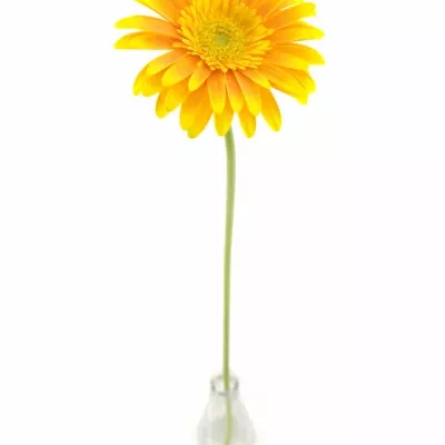 Gerbera GR SOUVENIR 10cm