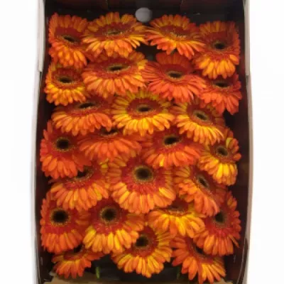 Gerbera GR SUNSPOT 10cm