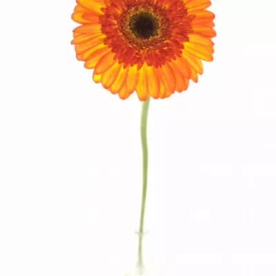 Gerbera GR SUNSPOT 10cm