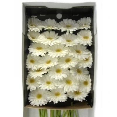 Gerbera GR SWANLAKE