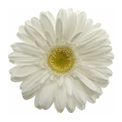 Gerbera GR SWANLAKE 10cm