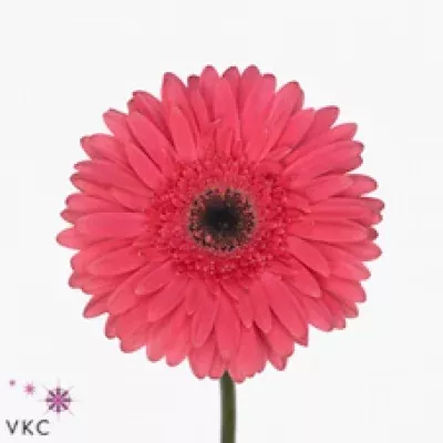 Gerbera GR TERRA ADISA 10cm